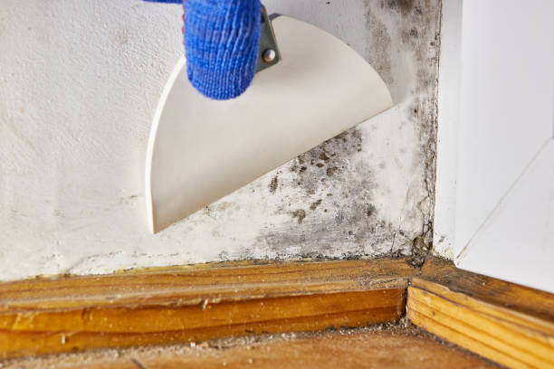 Mold Odor Removal Services in Genoa City, WI