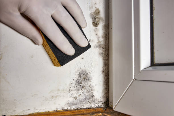 Mold Remediation for Rental Properties in Genoa City, WI